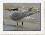 Birds On the Beach 02 * 612 x 462 * (39KB)